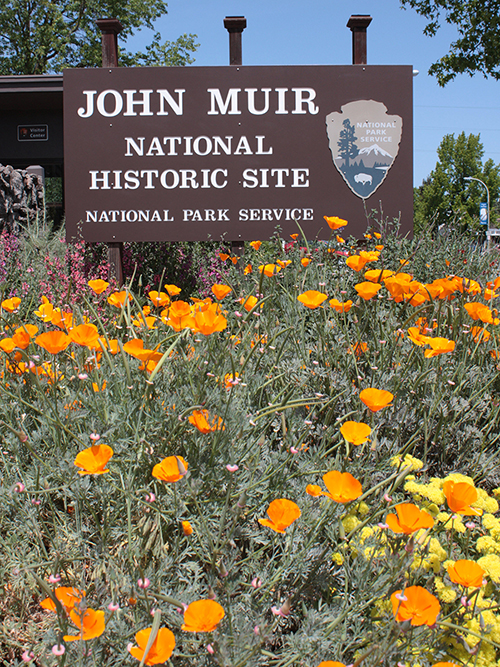 Garden of California Natives.  John Muir National Historic Site.